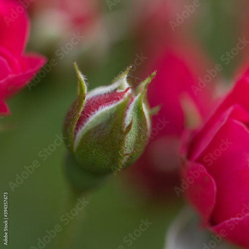 Rose flower bud with water droplets on it and blur background 