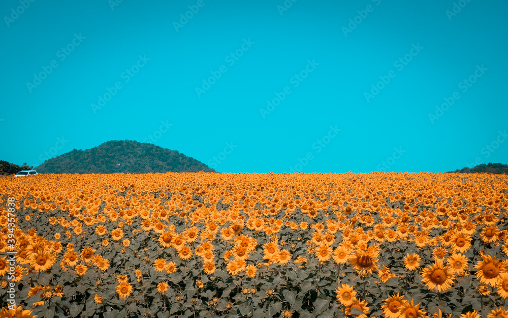 Fototapeta premium Beautiful blooming sunflowers in field farming garden in the summer morning in vintage tone