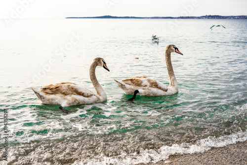 A pair of mute swans perform a courtship ritual in the bright sea water of Mediterranean Sea Cote d Azur  France