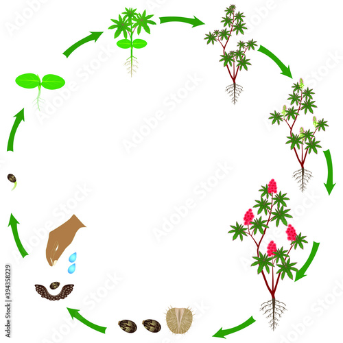 Life cycle of red castor plant on a white background.