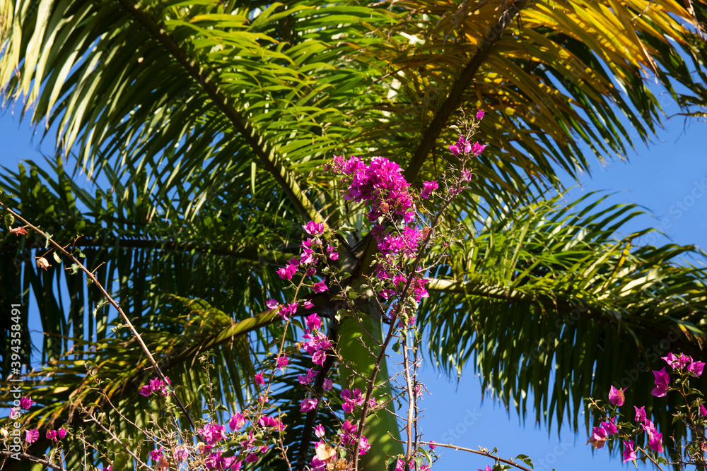 Palmeira e flores