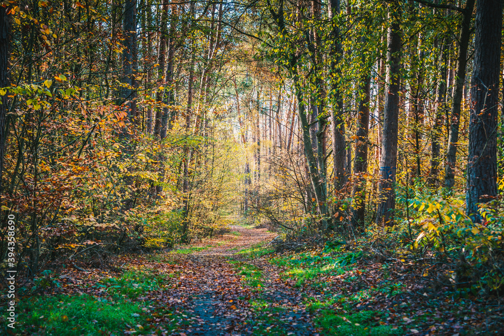 Obraz premium autumn forest in the morning