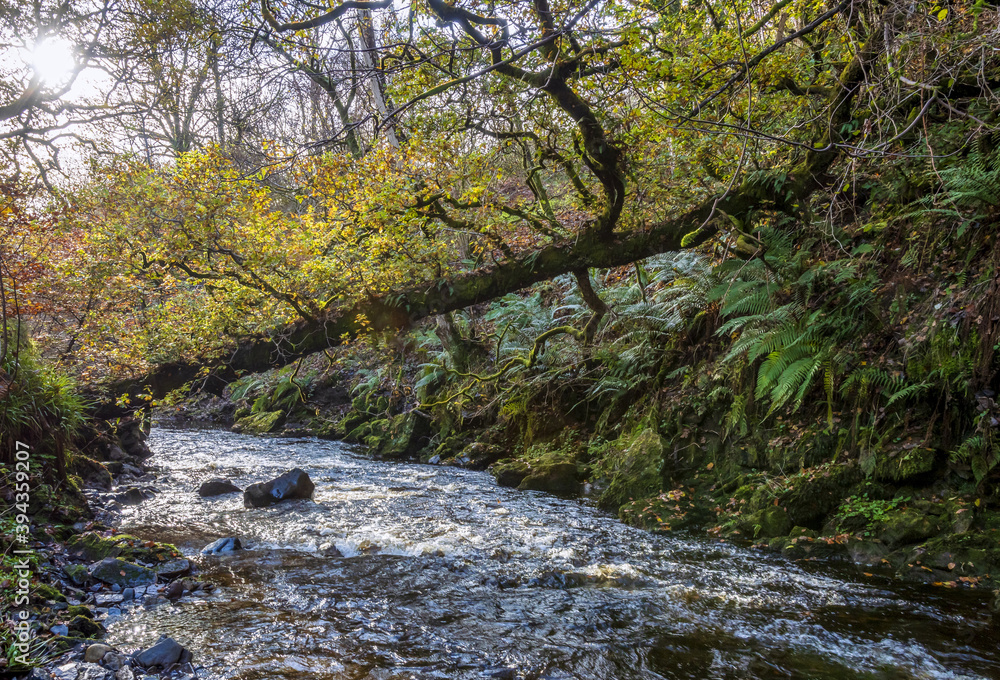 Fallen Tree, Maich Water, Lochwinnoch, Renfrewshire, Scotland,. UK