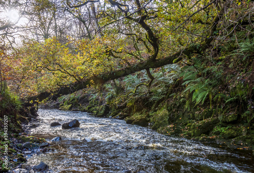 Fallen Tree, Maich Water, Lochwinnoch, Renfrewshire, Scotland,. UK