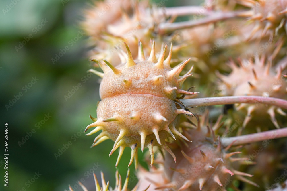 spiked plant part on a bush in close up spiked plant part on a bush in close up