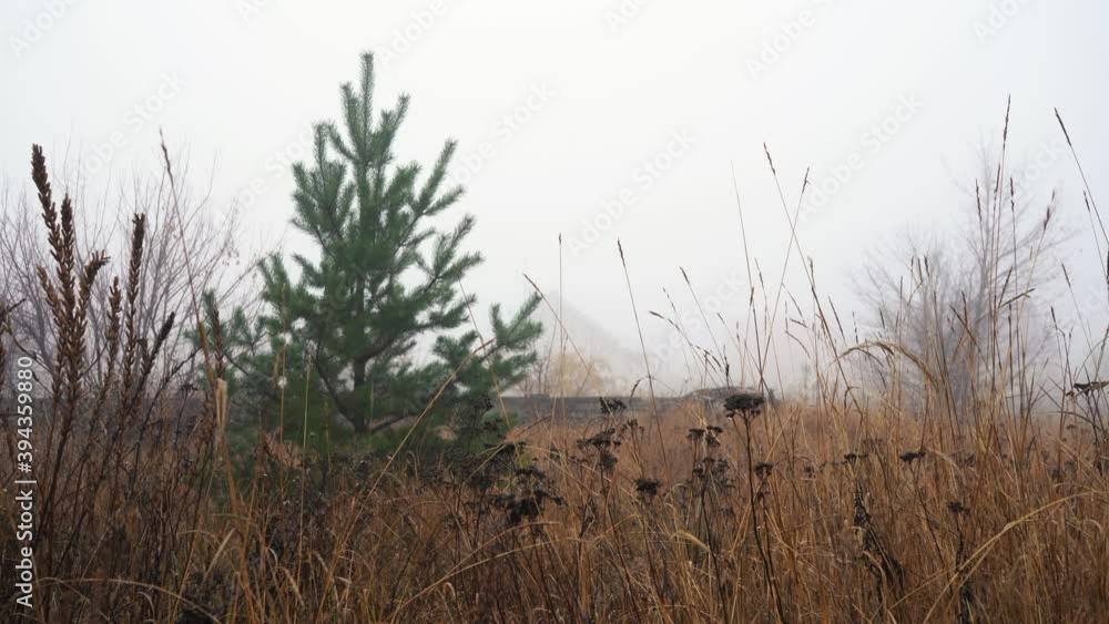 fog in a field with tall grass fog in a field with tall grass