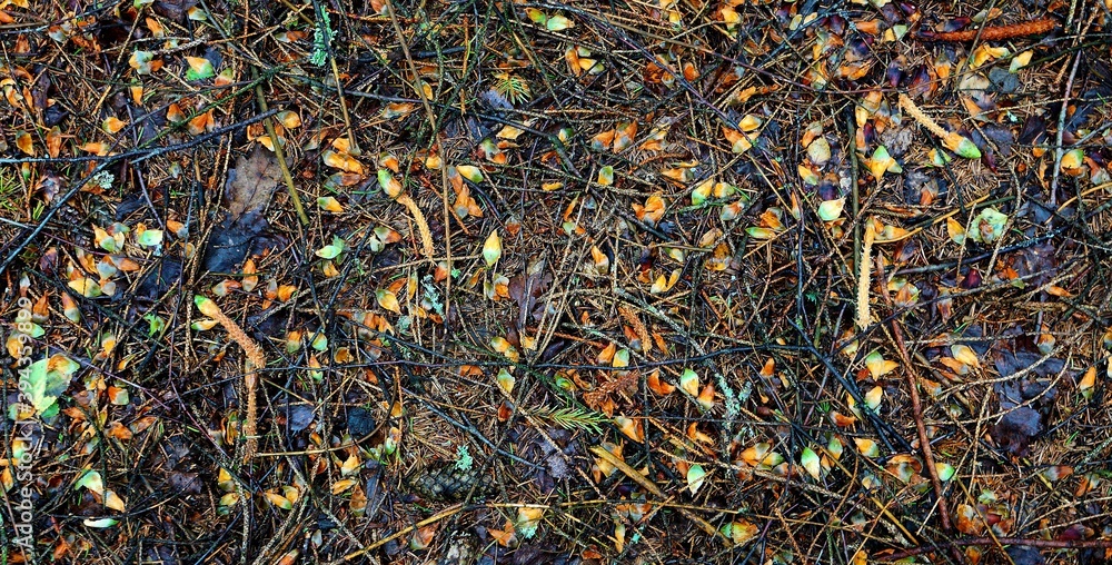 forest background of branches of cones and fallen leaves forest background of branches of cones and fallen leaves