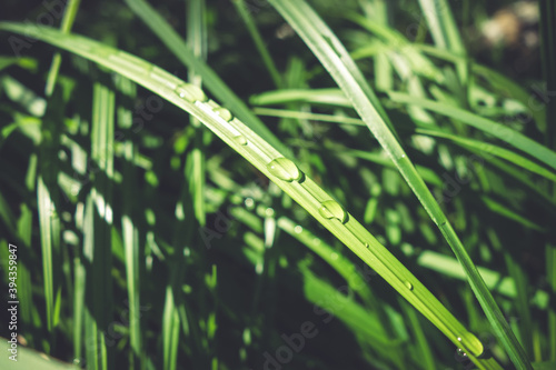 Close up of water drops on green leaves