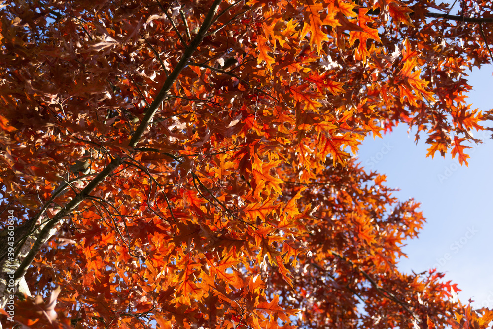 Fototapeta premium autumn leaves on the tree