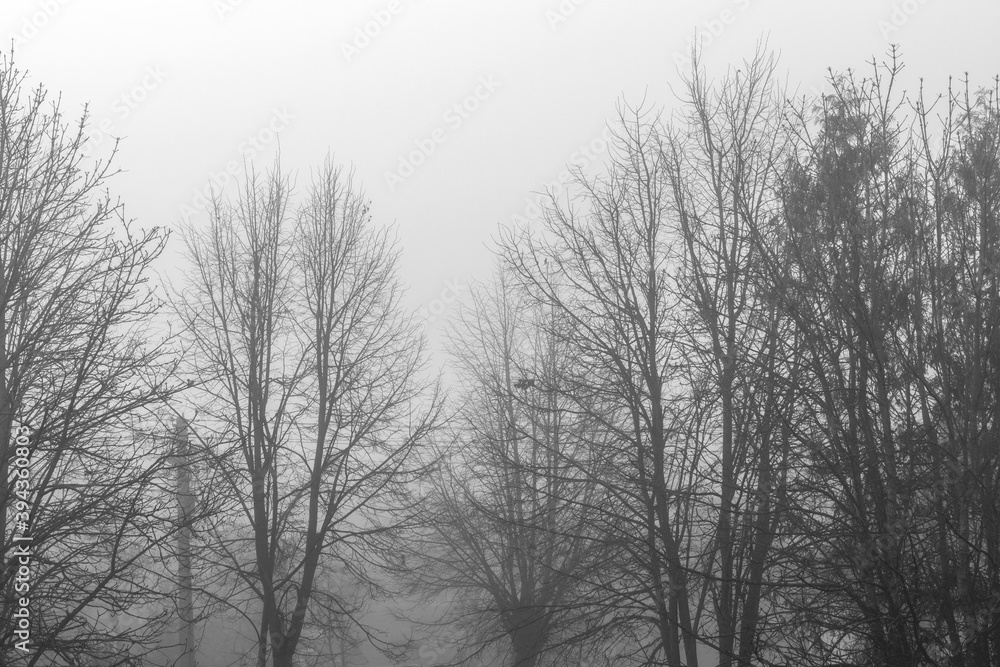 Misty morning in with tree silhouettes with electricity pylon in the park. Bad weather content. Misty morning in with tree silhouettes with electricity pylon in the park. Bad weather content.