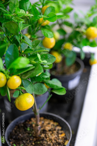Yellow lemons grow on the lemon tree in a pot.