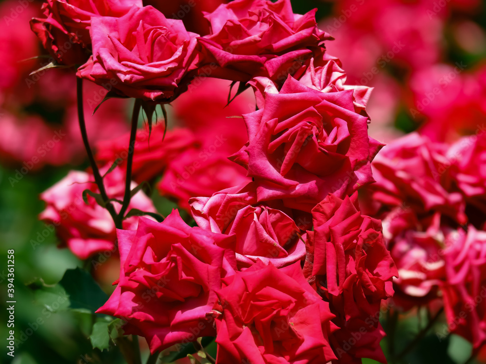 Naklejka premium 真っ赤な薔薇