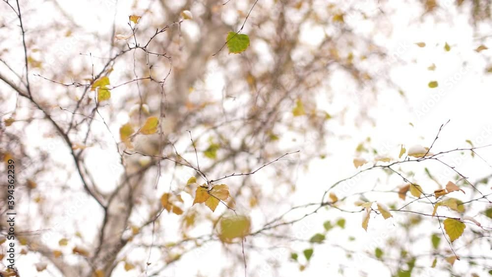 Birch on a winter day. The last leaves in snow hang on thin branches against the white sky Birch on a winter day. The last leaves in snow hang on thin branches against the white sky