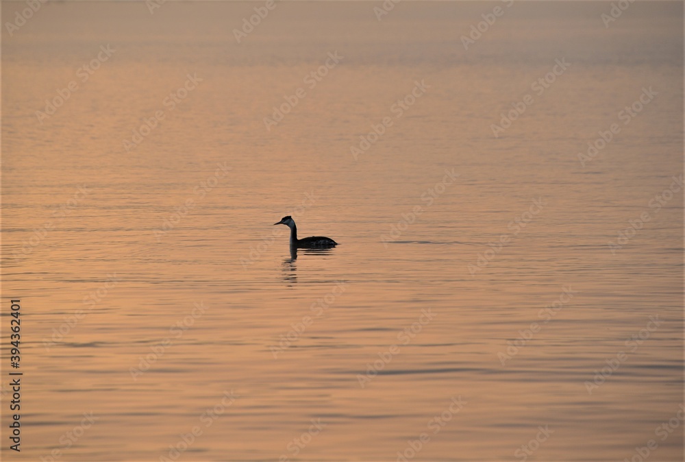 Lake Zurich with with water bird in the morning hour in winter at sunrise Lake Zurich with with water bird in the morning hour in winter at sunrise