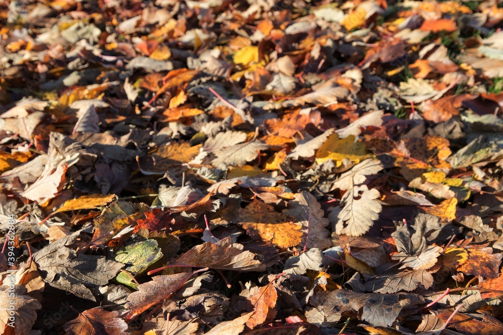 Autumn leaves on the ground