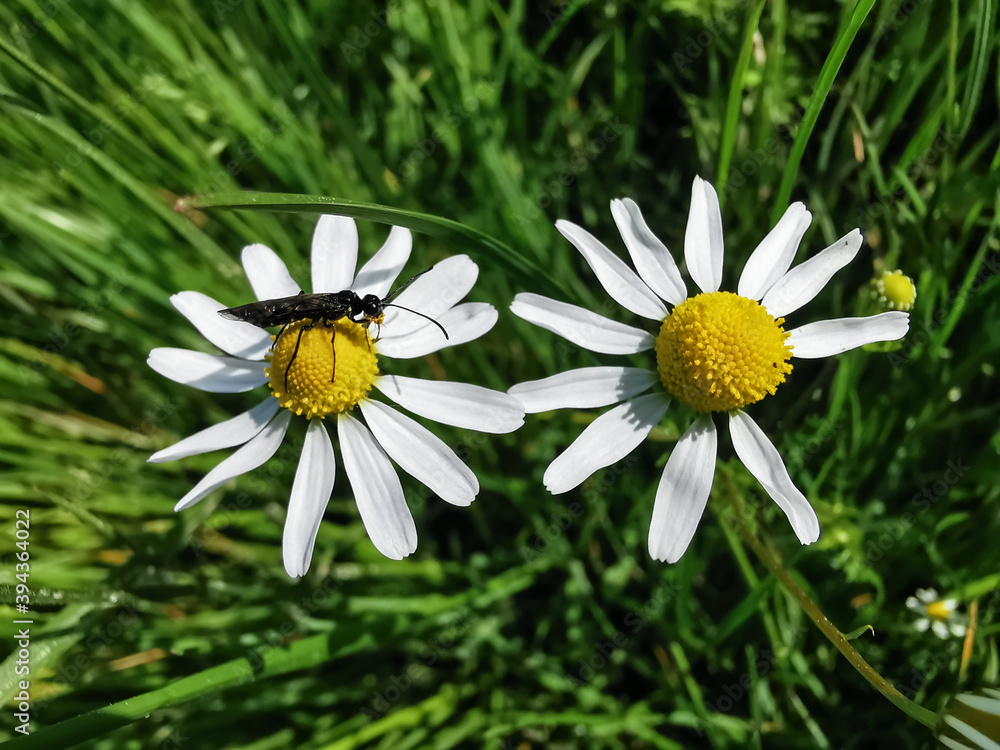 Obraz premium Camomile flowers