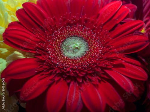 red gerberas and chrysanthemums for a bouquet