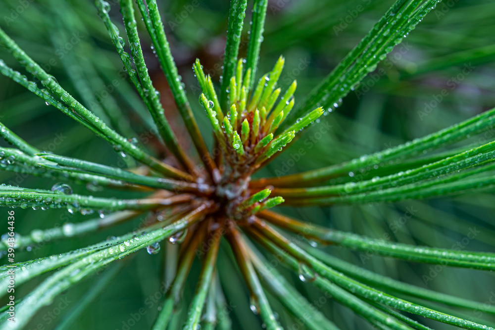 Coniferous shrubs Coniferous shrubs