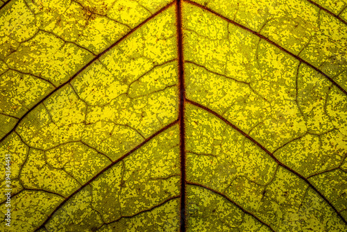 Extreme close up of a yellow leaf with red veins