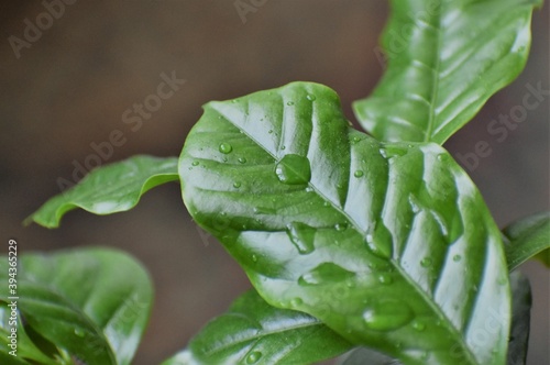 close up of a leaf