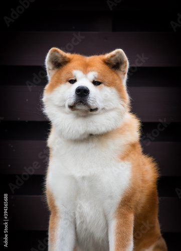 japanese akita inu redhead white dog looking