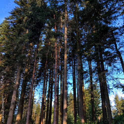 Trees in the forest