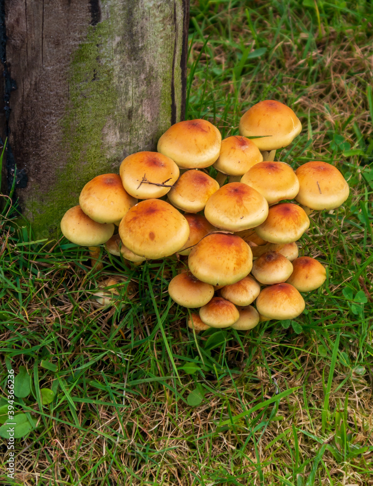 Pilze an einem Holzstamm Pilze an einem Holzstamm