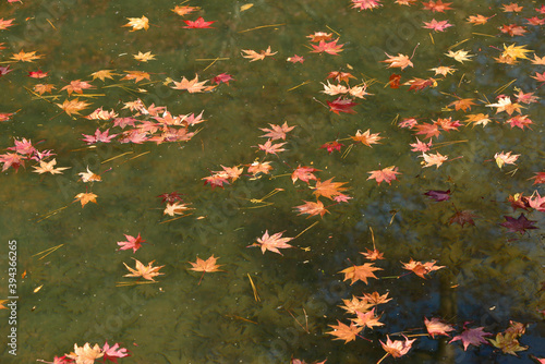 池に舞い降りたモミジの枯れ葉