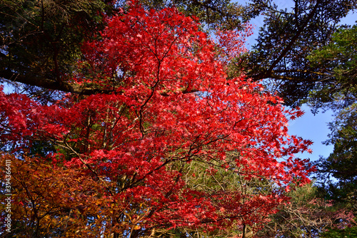 常緑樹に囲まれた紅一点の紅葉見頃のモミジ