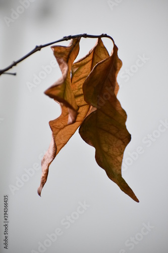 dry leaves