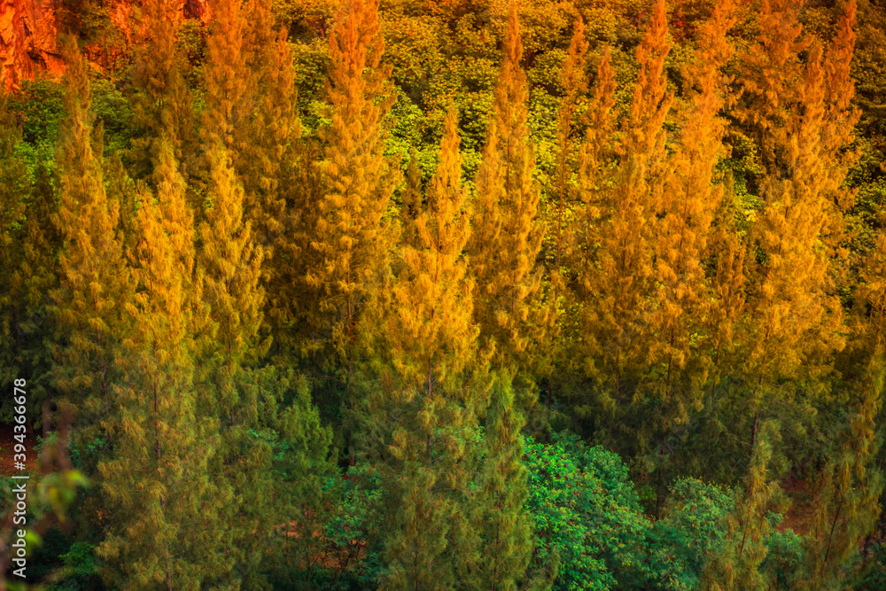 Blurred nature background view of naturally occurring trees and reflection on the water surface, the beauty of ecosystems at various vantage points.