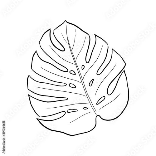 Vector tropical leaf isolated on white background EPS 10 illustration. Vector linear illustration of monsterra leaf.
