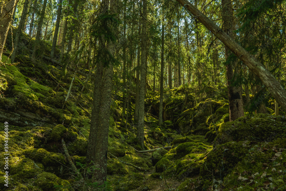 Fototapeta premium Wild grown forest growing up a mountainside in Sweden