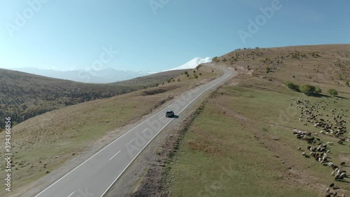 SUV car drivings rides past a flock of sheep along road on background cattle pastures and snowy Elbrus summit. Dzhily Su in Kabardino-Balkaria from height flying aerial follow drone photo