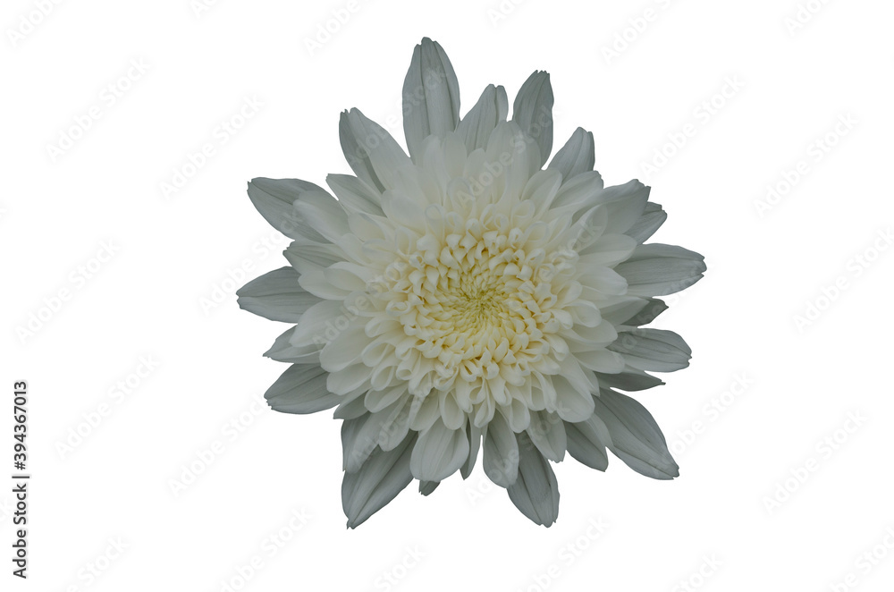 White chrysanthemum with white pattern background