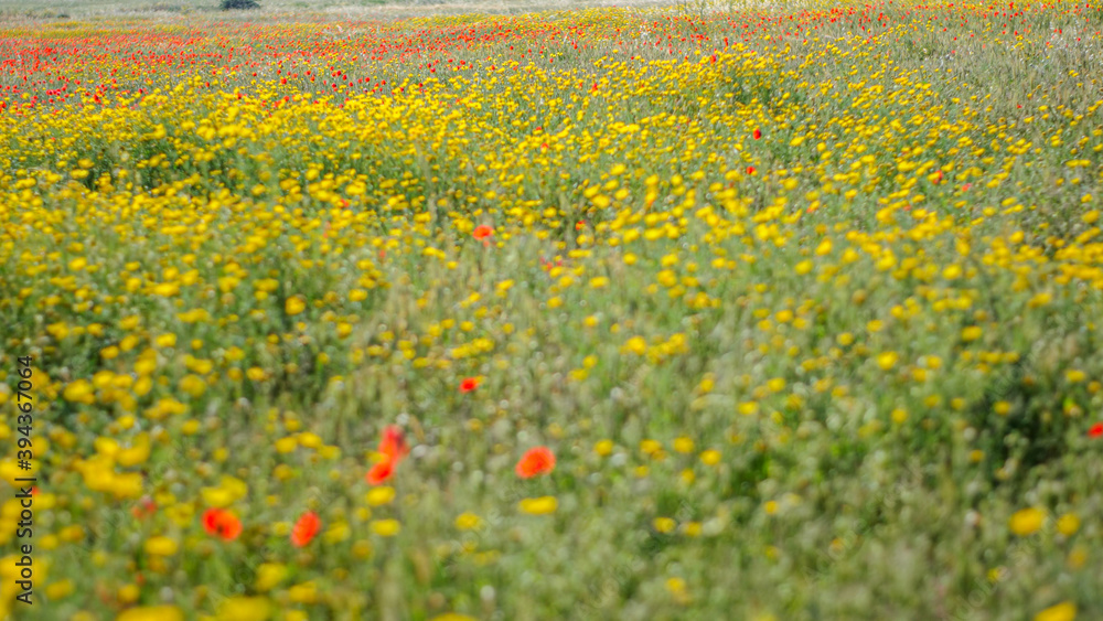 Fototapeta premium Isolated natural, magical and beautiful open wild grown field- Israel