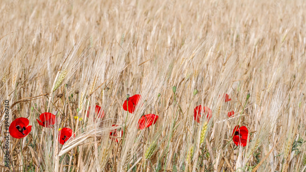 Naklejka premium Isolated natural, magical and beautiful open wild grown field- Israel
