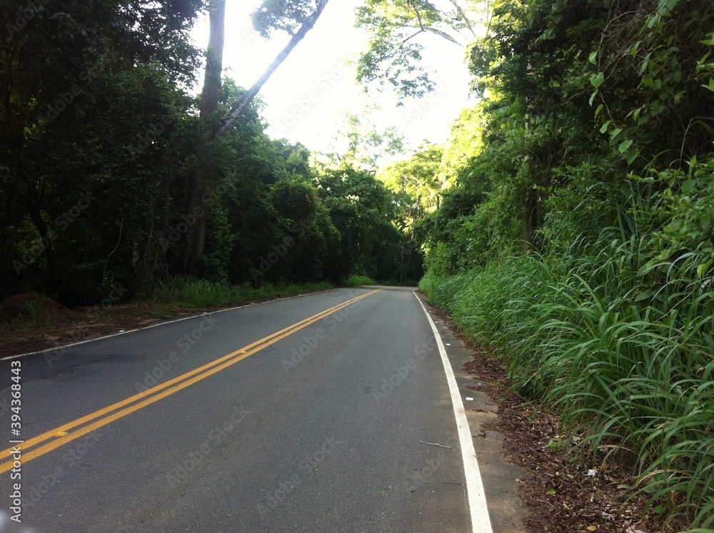 Obraz premium road in the forest
