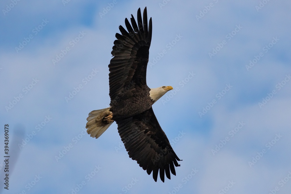 Bald Eagle Soaring with Spread Wings Bald Eagle Soaring with Spread Wings