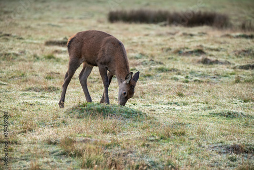 Beautiful image of red deer doe in vibrant gold and brown woodland landscape setting