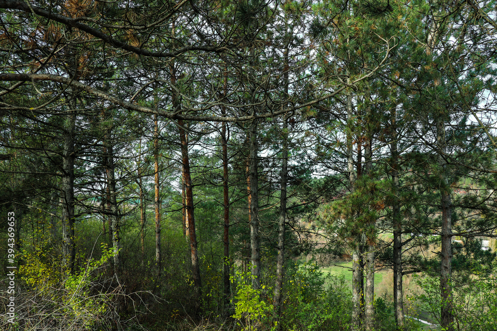 Tallest pine. Coniferous forest near the village. Autumn time. Sunny day Tallest pine. Coniferous forest near the village. Autumn time. Sunny day