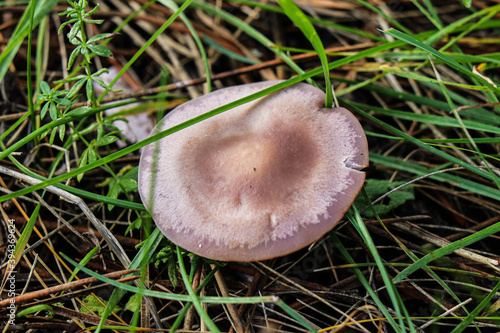 White-brown mushroom in autumn, forest grass and needles