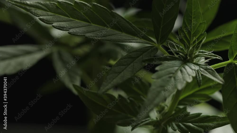 cannabis in natural conditions. Leaves of hemp in the wind cannabis in natural conditions. Leaves of hemp in the wind