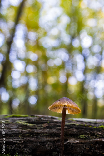 Mycena sp. Small mushroom in a chestnut forest.