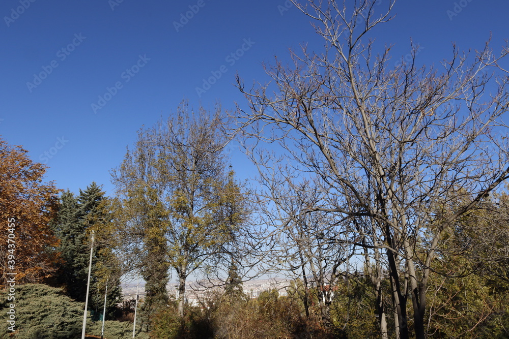 Fototapeta premium trees in the park