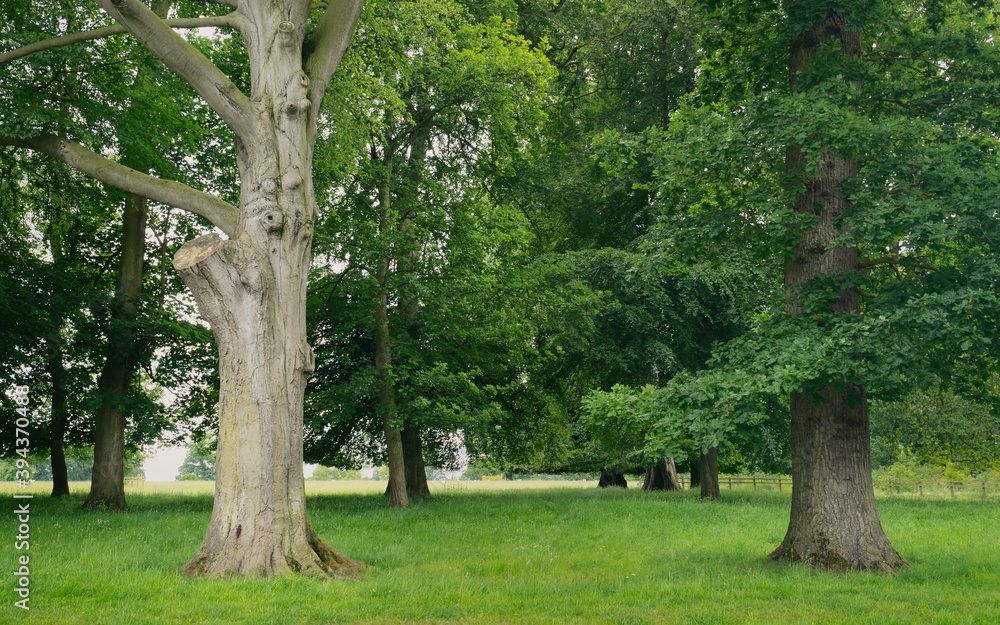 Tall trees covered in green foliage bathed in subdued light in South Dalton, UK. Tall trees covered in green foliage bathed in subdued light in South Dalton, UK.