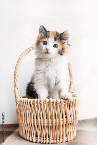 red-white-black kitten sits comfortably in a basket on a blanket © Ольга Альперович