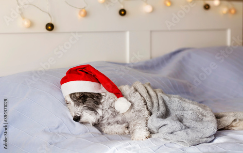 Cute White Havanese Dog Relaxing on a Human Bed with Christmas Hat
