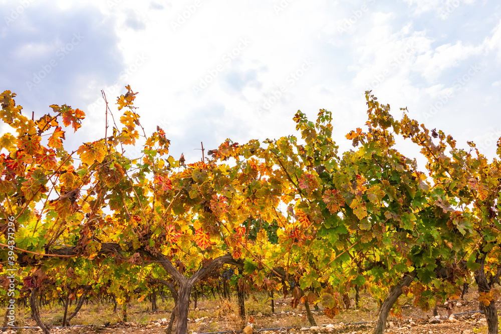Rows of vines with colorful autumn leaves on cloudy sky background