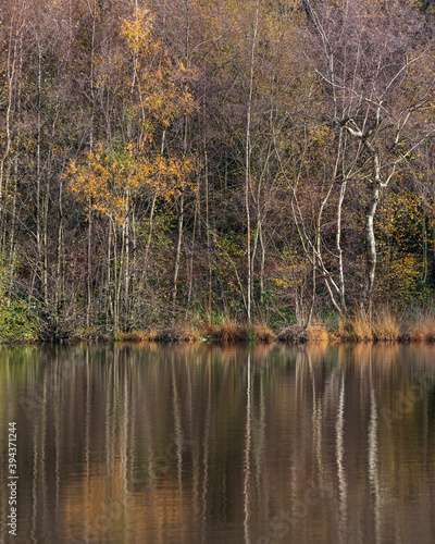 Beautiful vibrant Autumnal lakeside forest landscape image reflected in still water